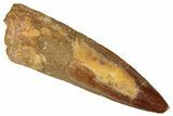 Fossil Spinosaurus Tooth - Real Dinosaur Tooth #305630-1